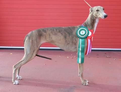 Greyhound ESTET CLASSIC NORTERN NARINE