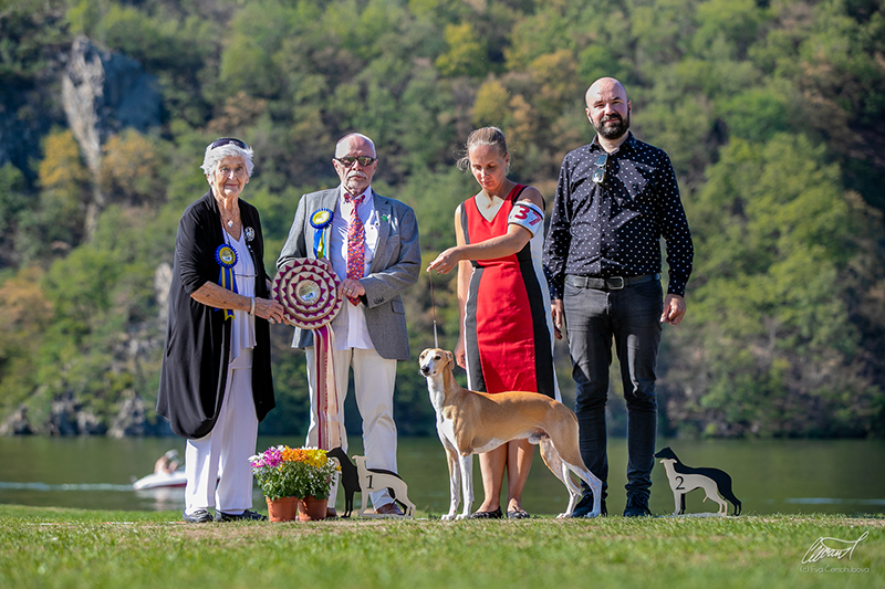 Klub chovatelů chrtů anglických dostihových plemen - Greyhound a vipet - Krása a výkon